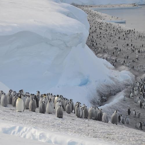 How close are we to losing emperor penguins?