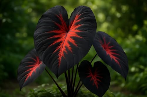 Black Stem Elephant Ear Bulb for Planting Dramatic Dark Colored Colocasia with Giant Tropical Leaves Fast-Growing Perennial Bulbs for Garden Patio Containers & Statement Landscaping