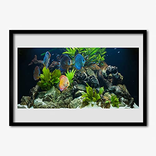Poisson d'aquarium affiche encadrée photo murale salon design cadre MDF Tulup 70x50