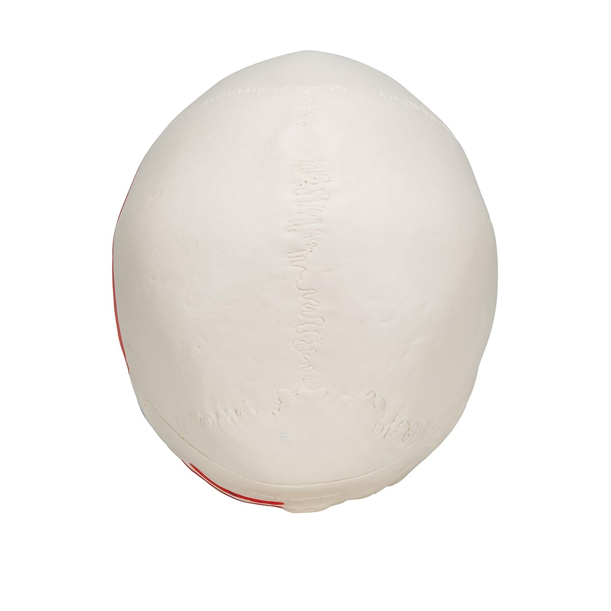 3B Scientific A23 Anatomia człowieka - Klasyczny model ludzkiej czaszki z połączeniami magnetycznymi, kolorowy, 3-częściowy + bezpłatne oprogramowanie anatomiczne - 3B Smart Anatomy (może nie być dostępne w języku polskim), 3-częściowy malowany model czas