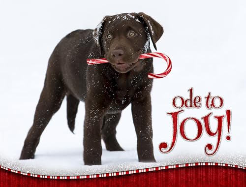 'Chocolate Mint' Chocolate Lab - Boxed Christmas Cards - 5 5/8 x 7 3/8 Inches - 15 Heavyweight Cards and 16 Envelopes