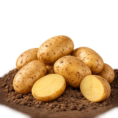 BLEICHHOF 5kg Annabelle Kartoffeln aus der Pfalz - Sorte: Annabelle festkochend Salatkartoffel Ernte 2026