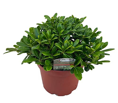 Pittosporum - Azahar de la China Natural - Arbusto de Exterior