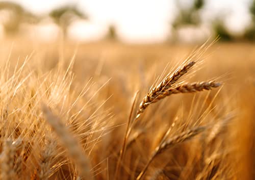 Organic Wheat Berries, 1 Pound – Non-Gmo, Kosher, Raw, Sproutable, Vegan, Sodium And Sugar Free #TOP7