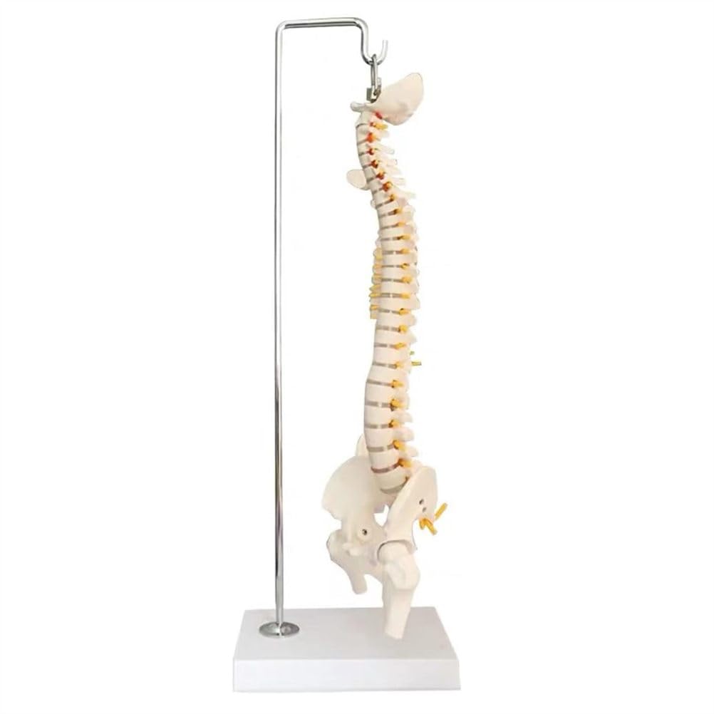 Modello Completo della Colonna vertebrale Umana da 45 cm, Colonna vertebrale con Bacino, Sacro, Teste del femore e Rami nervosi, Strumento educativo per l'insegnamento dell'anatomia con Supporto