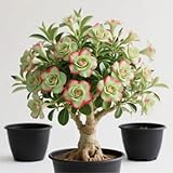 Wüstenrose — Wurzeln — Verströmt einen zarten Veilchenduft — Ein idealer Gartenakzent— Eine seltene Hosta— Pflegeleicht — (Kein Kunstprodukt) -5 Wurzeln-H
