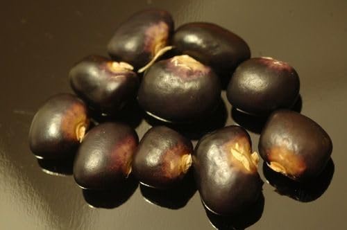 40 Succotash Dry Pole Bean Seeds