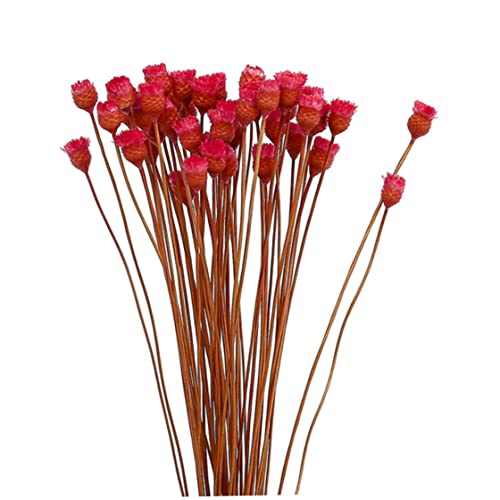 VONGLYHOO Ramo de Margaridas Secas - Margarita - FLORERES SECAS - Ramo de Flores Secas - Decoración Interior - 50 Tallos - Blanco con Amarillo