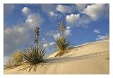 Opere d'arte Italia Soaptree Yucca coppia crescente in sabbia di gesso, White Sands Monumento Nazionale, Nuovo Messico-Carta Art-32"x55"