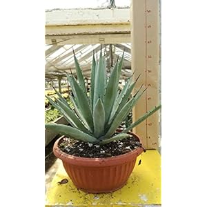 Agave macroacantha in vaso diam. 20 cm Cactus