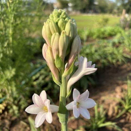 Image of Rajnigandha Tuberose Flower Bulbs, White Night Fragrant Blooms, Pack of 10 Healthy Bulbs, Easy Grow for Balcony Terrace Home Garden