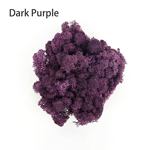 Image of Amoueterno Preserved 4 Color Reindeer Moss,Total 14OZ Each Color 3.5OZ, Natural Real Moss, DIY Kit Crafts Art Wall Decor Florist Decor,Purple