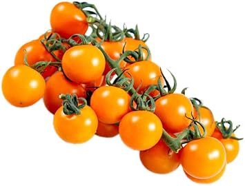 10ct Sweet Orange Sun Gold Cherry Tomato Seeds for Planting.Non GMO Garden Seeds for Planting Vegetables Seed at Home Vegetable Garden and Hydroponics Seed Pods10ct Sungold Tomato
