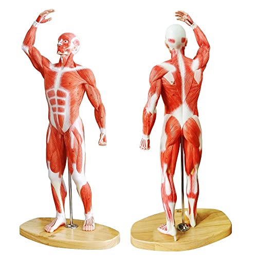 EVOTECH SCIENTIFIC Human Muscle Model-20" Miniature Muscular System Model, Human Muscular Figure Human Body Anatomy Model for Medical Physiology Study Teaching Tool