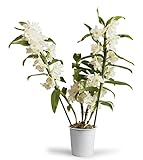 Orquídea Natural Blanca Conocida como Dendrobium Nobile