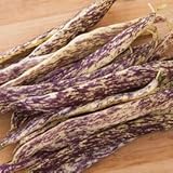 Palm Beach Medicinal Herbs - Dragon Tongue Bush Bean - Packet of 20 Seeds
