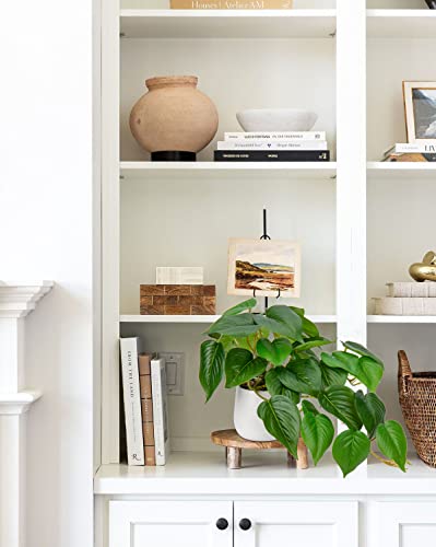 Hollyone Artificial Plants in Ceramic Pots, Fake Jade Pothos Decorative Faux Potted Plants - Image 4