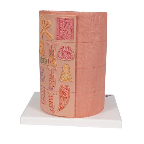3B Scientific Menschliche Anatomie - 3B MICROanatomy™ Verdauungstrakt - 20-fache Vergrößerung + kostenlose Anatomie App - 3B Smart Anatomy