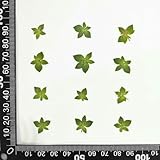 Bolsa de Frutos Secos con Hojas, Hojas Reales, para decoración de uñas, Pegamento seco, Funda de teléfono, Marco de Fotos, 1-2 cm (12 Unidades)