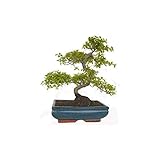Compra Bonsái Sageretia theezans 10 años CIRUELO CHINO de Planeta Huerto Bonsái en nuestra tienda online. Bonsáis Planeta Huerto Bonsái al mejor precio. Más de 5 clientes ya han comprado Bonsái Sageretia theezans 10 años CIRUELO CHINO en Planeta Huerto. Bonsái Sageretia theezans 10 años CIRUELO CHINO forma parte de nuestro catálogo de Bonsáis. Descubre toda nuestra gama de Bonsáis y benefíciate de