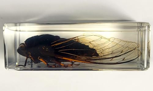 Image of 72mm Real Cicada w /Clear Wings in Crystal Lucite Resin Paperweight Specimen Preserved Cryptotympana Atrata Taxidermy Collection for Biology Science Education & Desk Ornament Display Supplies