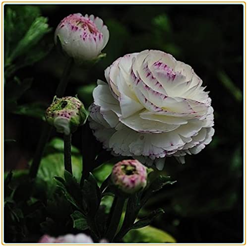Ranunculus bulboso/4ietà di Colori/Arbusti ornamentali a crescita stagionale-10bulbi: La confezione contiene semi
