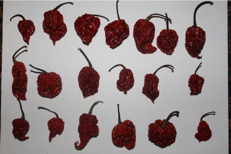 Spice Gift Set Ghost Pepper Scorpion Chili Carolina Reaper Peppers Dried Whole Peppers #TOP4