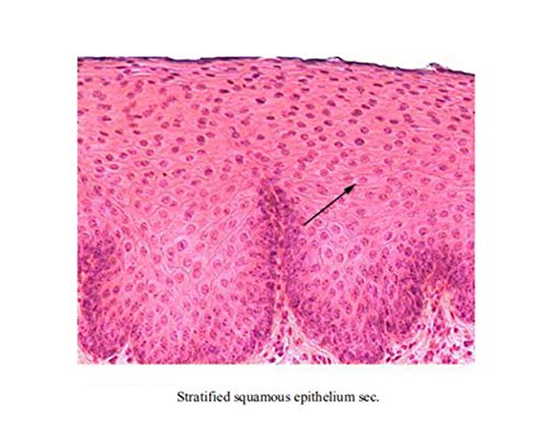 Image of Prepared Epithelium Types Microscope Slides Set, Excellent 11pcs Specimens Representing The Major Types of Epithelium