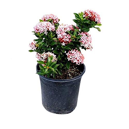 See full amazon price history chart for Garden Art Mini Dwarf Live Plant for Outdoor in Growers Pot | Ixora (Pink) Garden Art Mini Dwarf Live Plant for Outdoor in Growers Pot | Ixora (Pink) (B09XX4S7QZ) Amazon Price History, Amazon Price Tracker
