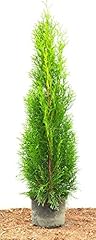 Thuja occidentalis 'Smaragd' 80–100 cm...