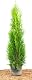 Thuja Smaragd Lebensbaum – Thuja occidentalis in verschiedenen Höhen