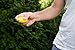 Dreheumel Mini-Frisbee - Die kleine Frisbee Wurfscheibe mit bis zu 60 Metern Wurfweite - Das perfekte Outdoor Spielzeug für den Sommer - Made in Germany