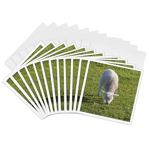 Cartes de vœux mouton du Kerry pour envoyer un message de tendresse unique