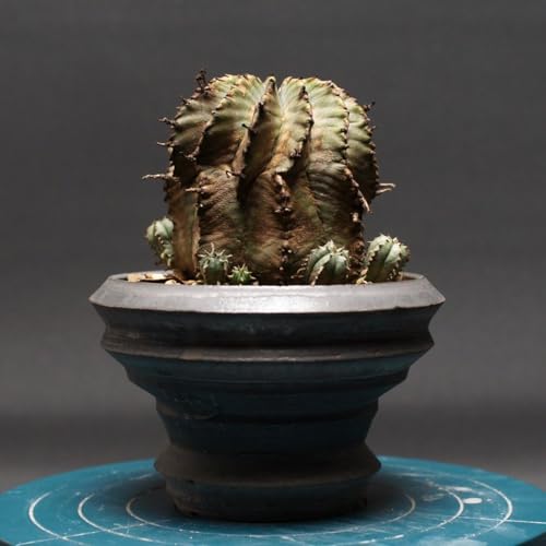 ���[�t�H���r�A �z���_ �A���o "Euphorbia horrida alba" �Ǘ�2449