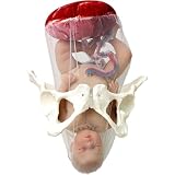 Female Childbirth Model, Midwifery Training Model Dynamic Childbirth Simulation Tool with Separable Baby and...