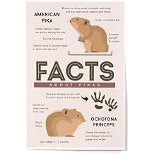Lantern Press Facts About Pikas 12x18 Art Print, Travel Poster Wall Decor