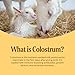 Mayfair Naturals Goat Milk Colostrum Powder, Grass Fed, Natural Immune System and Gut Health Support, 60 Grams