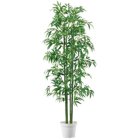 Amazon 人工観葉植物 バンブー 竹 立ち木 H180cm 1台 人工樹木 フェイクグリーン 造花 大型サイズ 人工観葉植物 オンライン通販 Amazon 人工観葉植物 バンブー 竹 立ち木 H180cm 1台 人工樹木 フェイクグリーン 造花 大型サイズ 人工観葉植物 オンライン通販