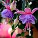 100 Pcs / Bag Fuchsias Seeds, Potted Flowers, Diy Planting Flowers, Bell Flower, Lantern Begonia, Mixed Color