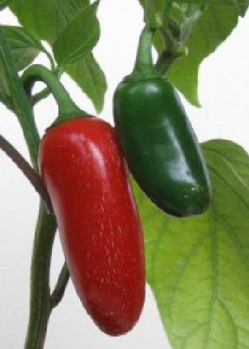 TROPICA - Chili Pepper "Jalapeno“ (Capsicum annum) - 10 Seeds - Pepper and Chili Pepper