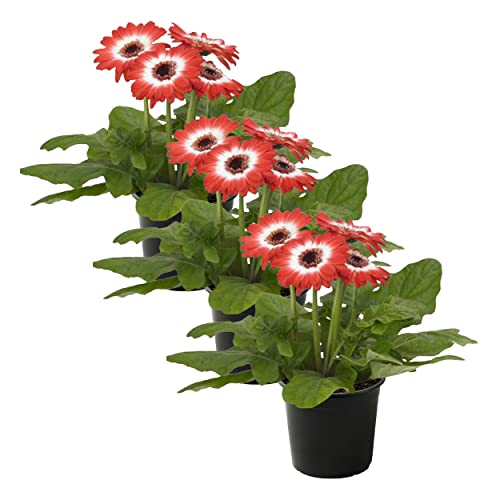 Live Flowering Gerbera Daisies - Red and White Bicolor (3 Plants Per Pack) - Beautiful Spring Flowers - 12" Tall by 5" Wide in 1 Qt Pot