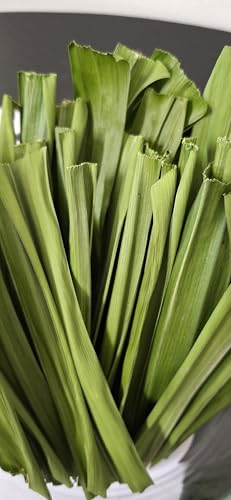 Image of MOM'STORE Rambha Pandan Basmathi Biryani Leaves Dehydrated 10g | Aromatic Natural Dried Pandanus Herb, For Biryani, Pulavo, Curries, Desserts and Beverages, Authentic Flavour from Own Farm
