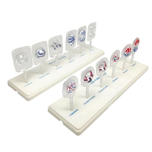 Animal and Plant Cell Mitosis and Meiosis Model, 12 Parts Medical Science Anatomy Cell and Mitosis Model Set for Biology Teaching Aid Equipment Teaching - Thumbnail 3