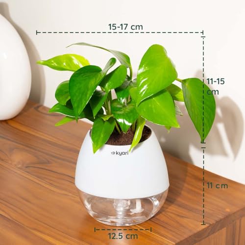 Image of Kyari Money Variegated Indoor Live Plants with White Self Watering Pot - Oval Pot 4 Inch