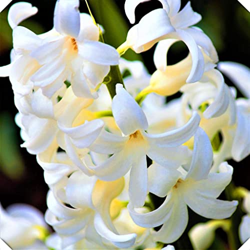 自然、生きている緑の植物、簡単な植え付け、植え付けに適したヒヤシンス球根、庭の装飾-1球根,D