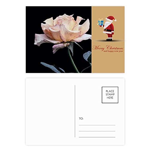 Lot de 20 cartes postales roses et blanches pour correspondance chic