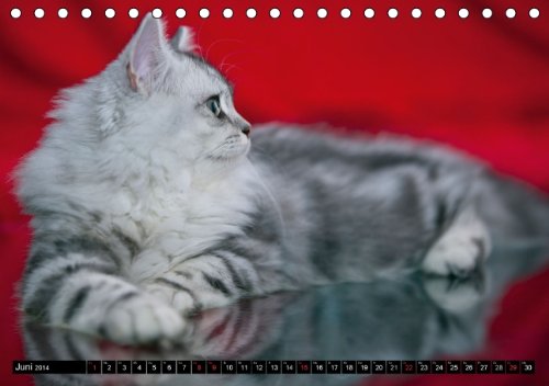 Rassekatzen (Tischkalender 2014 DIN A5 quer): Wunderschöne und liebenswürdige Samtpfoten (Tischkalender, 14 Seiten)