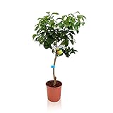 Tamaño de la olla Ø: 22 cm Planta de fruta de Botanicly – Pomelo – Altura: 80 cm – Citrus Paradisi