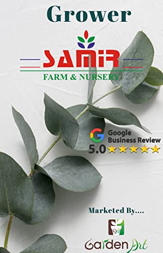 Garden Art Live Aglaonema Snow White Plant | Natural Outdoor Plant with Grower's Pot