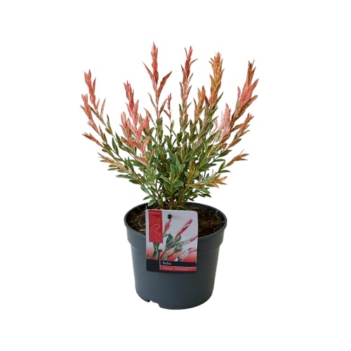 Bloomique - Salix Integra Flamingo - Bunte Weide - Gartenpflanzen - Winterhart - 30-40 cm hoch - Topf 12 cm